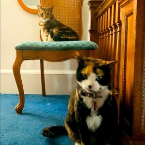 Bundle 3 shirts and get them for $5 each.